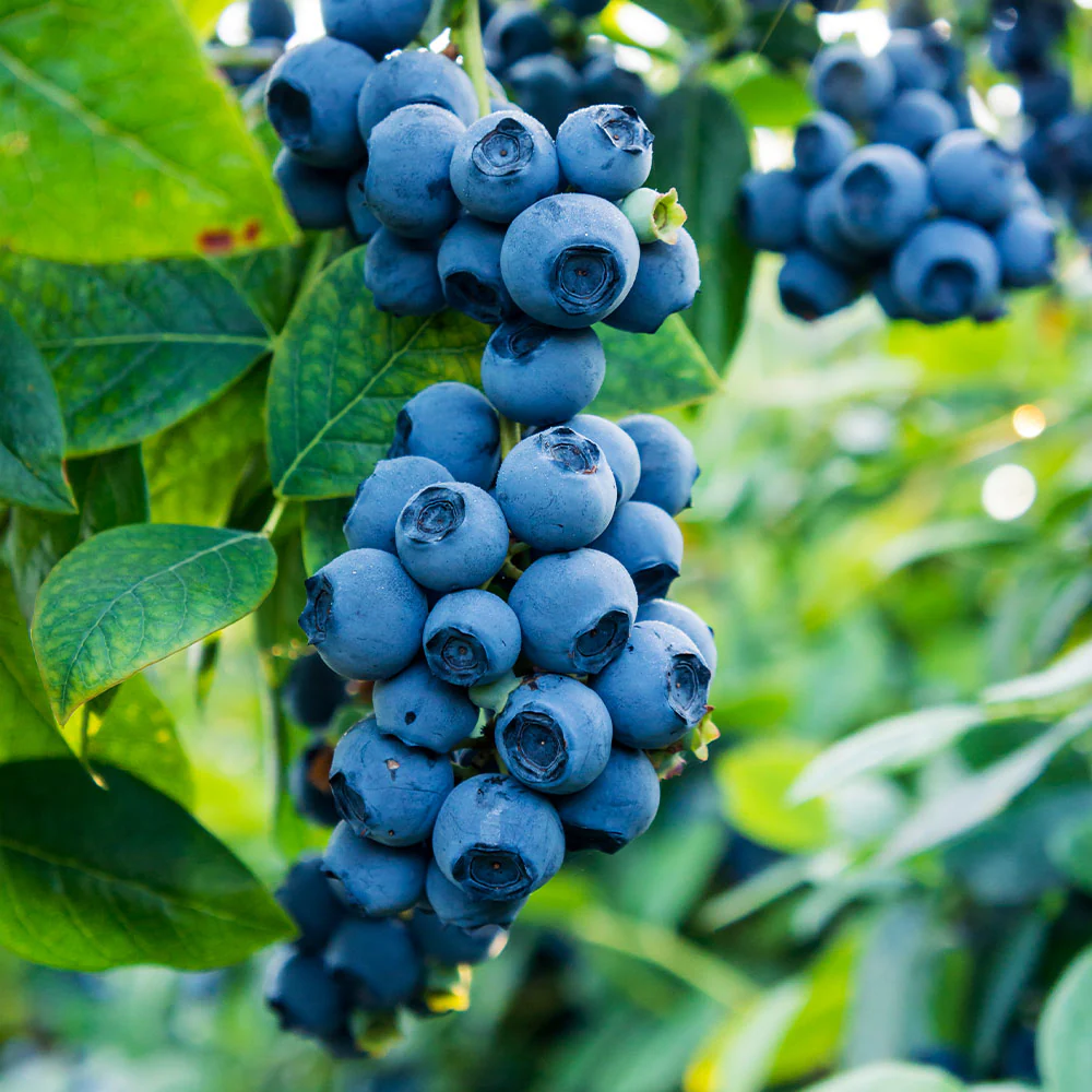 black goji berry fruit for planting grow superfood berries in your own yard heirloom Fruit seeds