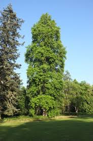 Green Liriodendron Tulipifera Tree Seeds