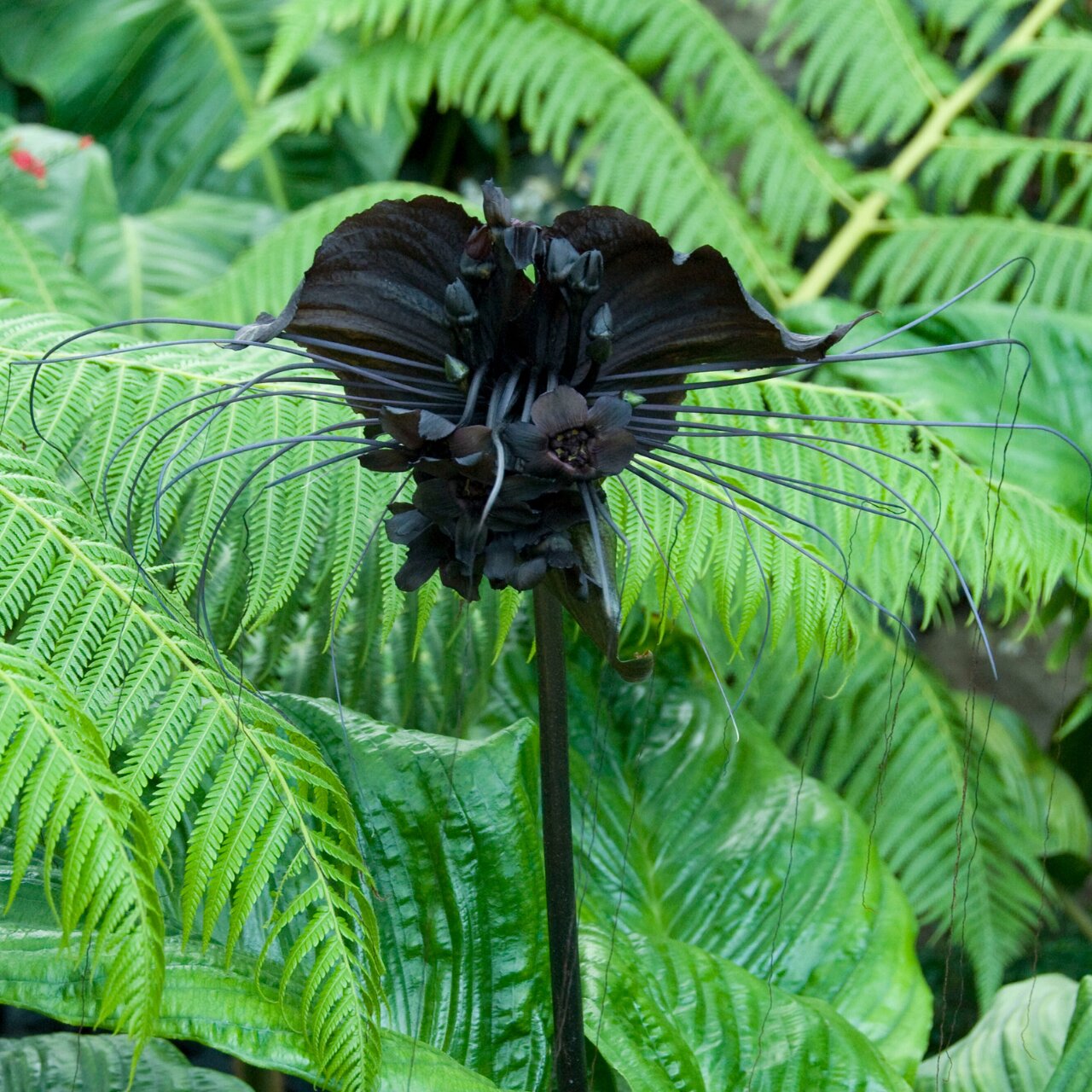 Black Tacca Chantrieri Flower Seeds