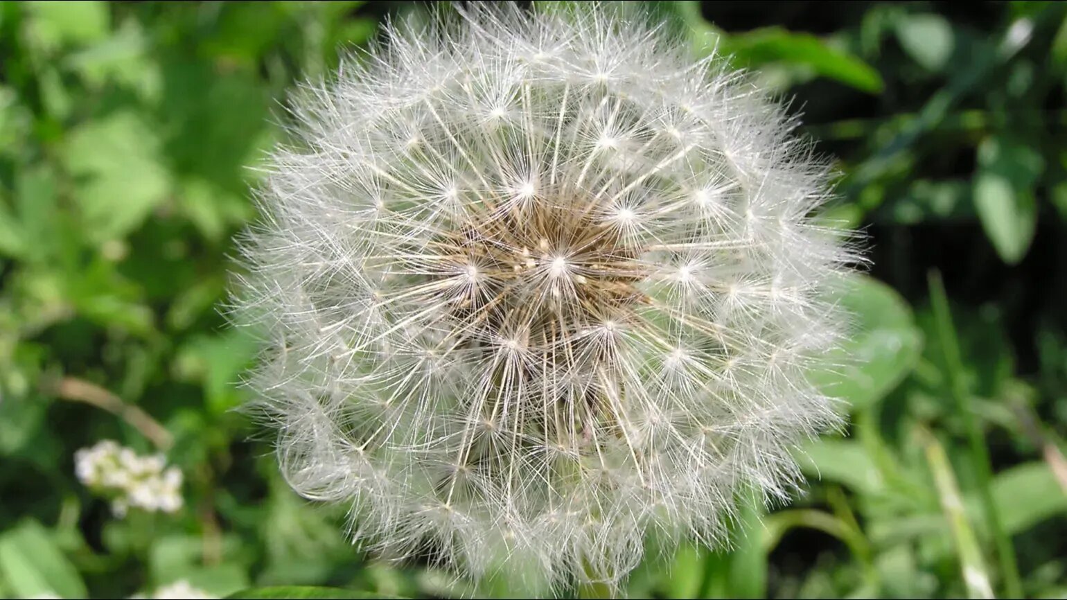 Dandelion Taraxacum Flower Seeds