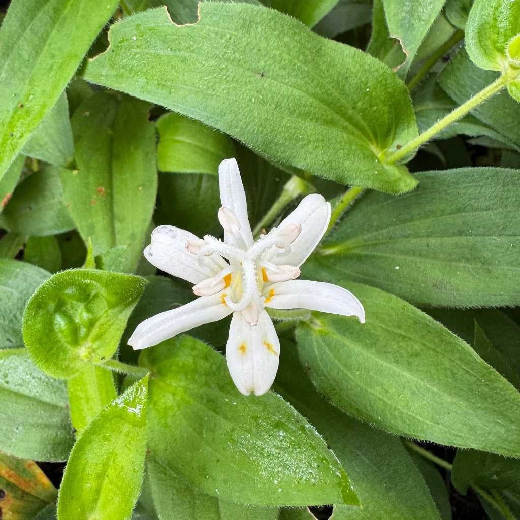 Purple White Tricyrtis Flower Seeds - Heirloom Non GMO High Germination Flower Seeds for Home Garden Planting
