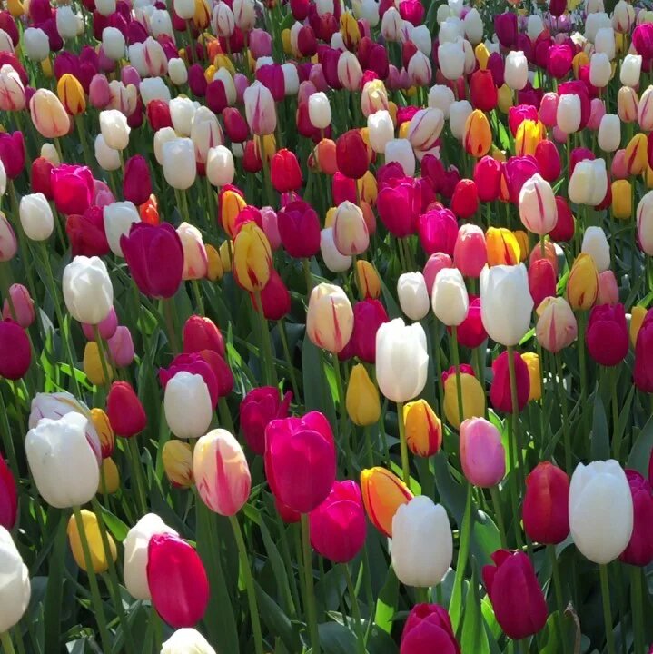 Mixed Tulip Flower Seeds - Heirloom Non GMO High Germination Garden Planting Seeds