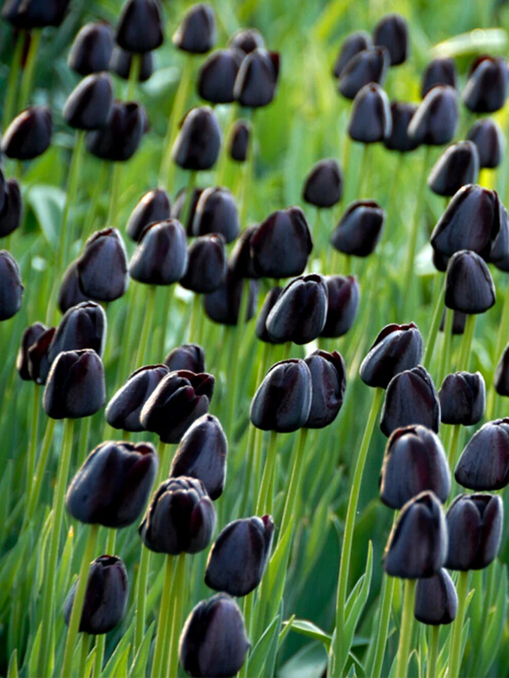 Black Tulip Flower Seeds