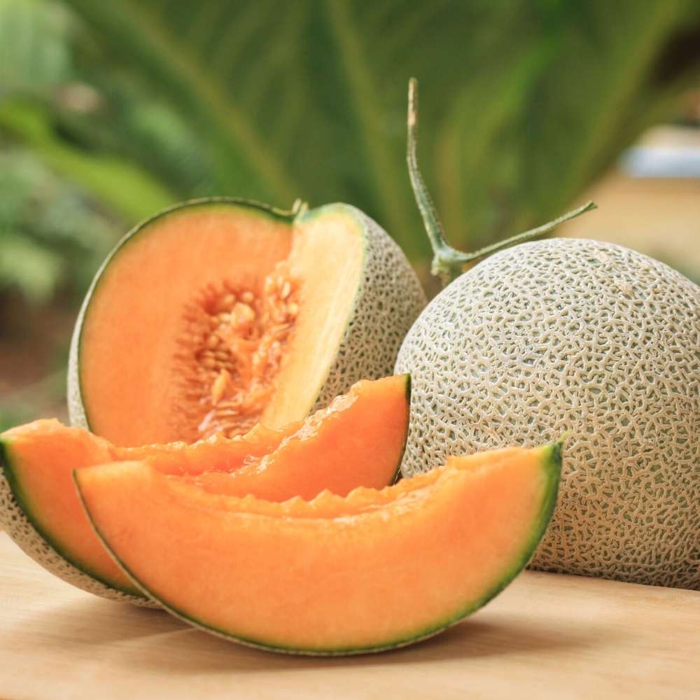 Galia Melon Hybrid Of Cantaloupe And Honeydew Fruit For Sustainable Fruit Seeds