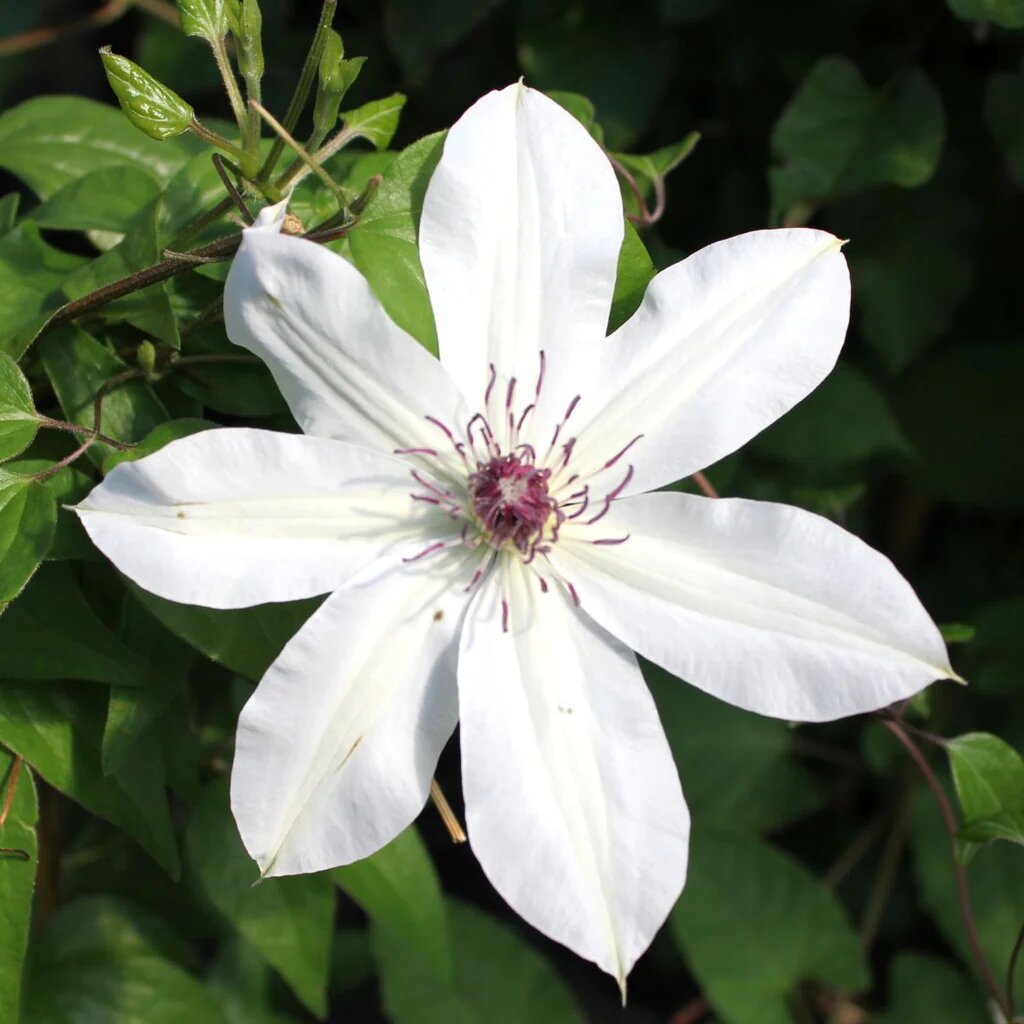 White Clematis Flower Seeds - Heirloom Non GMO Flower Seeds, High Germination Organic Garden Planting Seeds