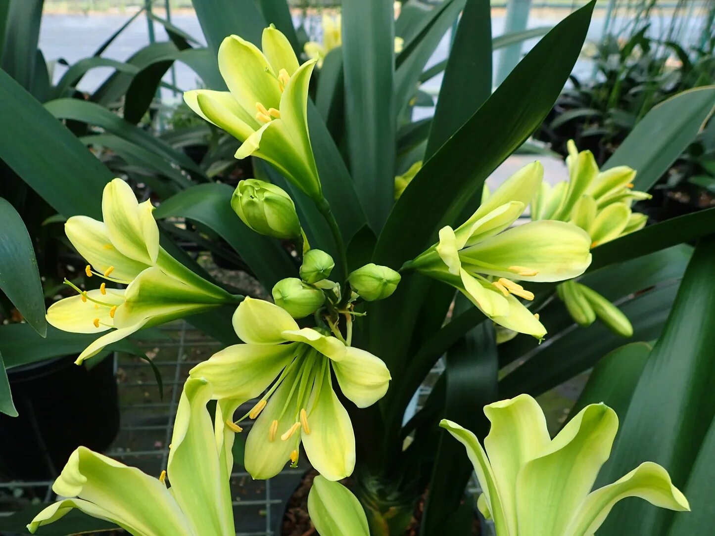 Green Perennial Clivia Flower Seeds