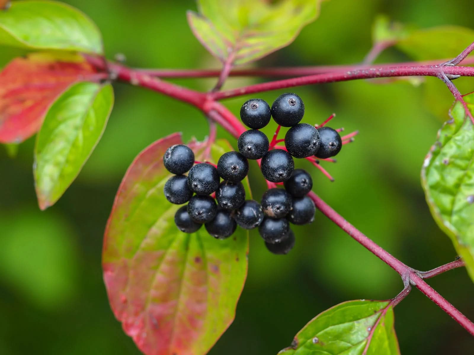 Heirloom Nanny Berry Fruit Grow And Sweet Tasting Berries Gmo Free Fruit Seeds