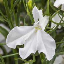 White Fresh Lobelia Erinus Flower Seeds