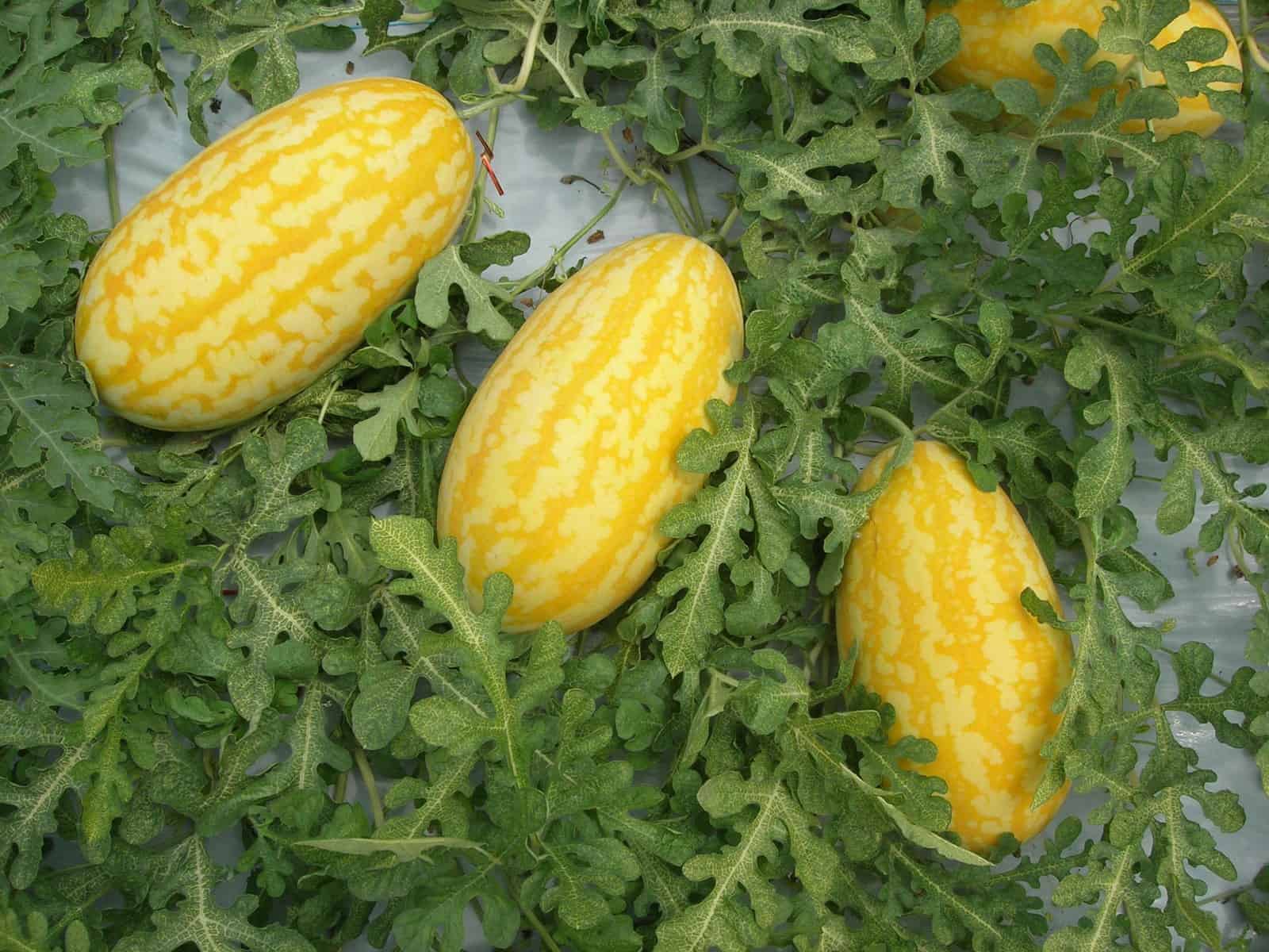 gold in watermelon fruit for planting homegrown sweetness heirloom Fruit seeds