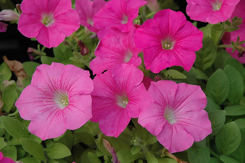 Pink Petunia Flower Seeds
