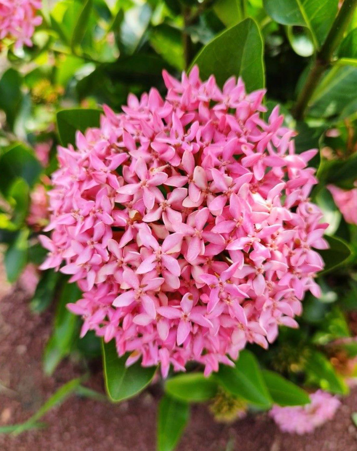 Pink Ixora Flower Seeds - Heirloom, Non GMO, High Germination, Organic Garden Seeds