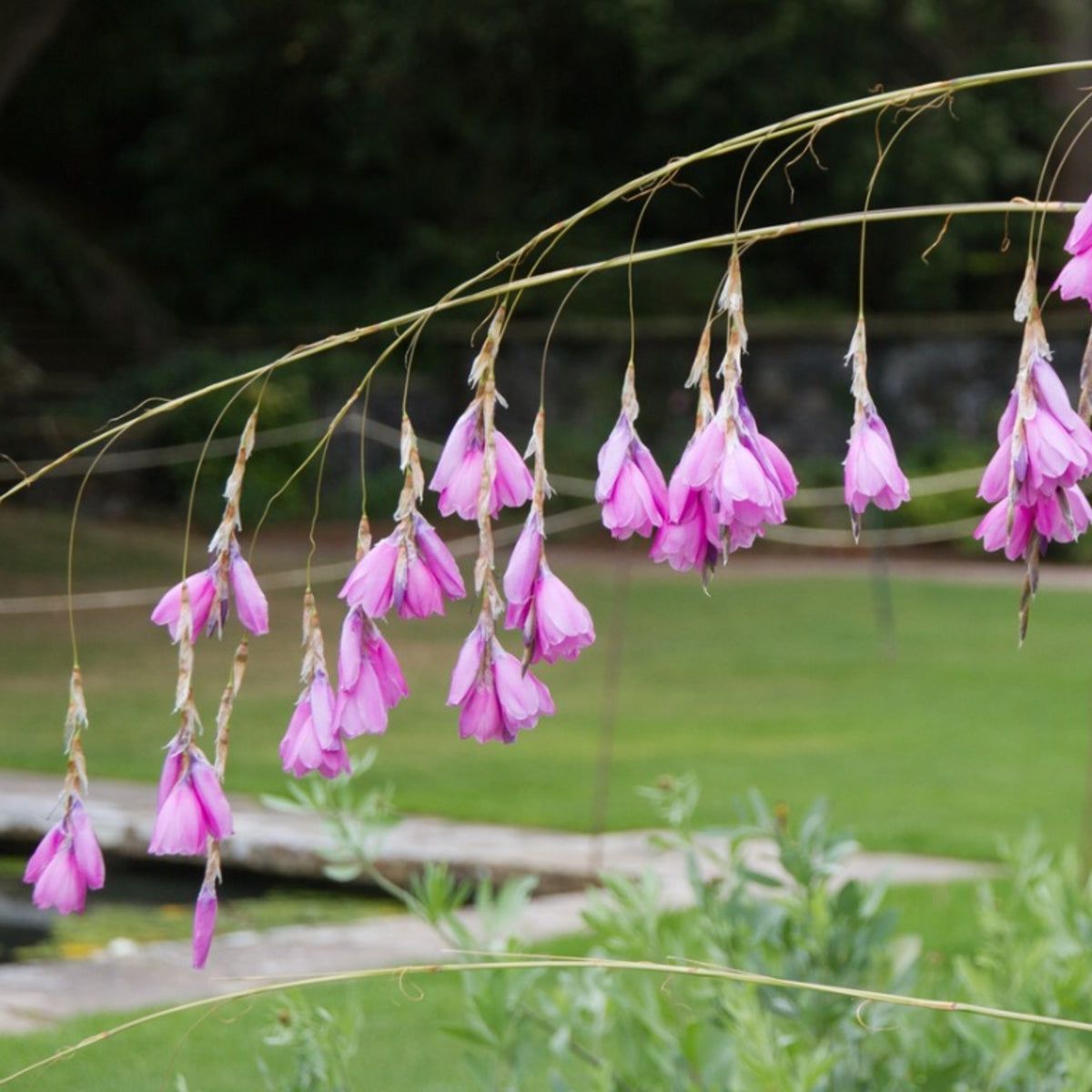 Dierama Flower Seeds - Heirloom, Non GMO, High Germination, Organic Garden Seeds