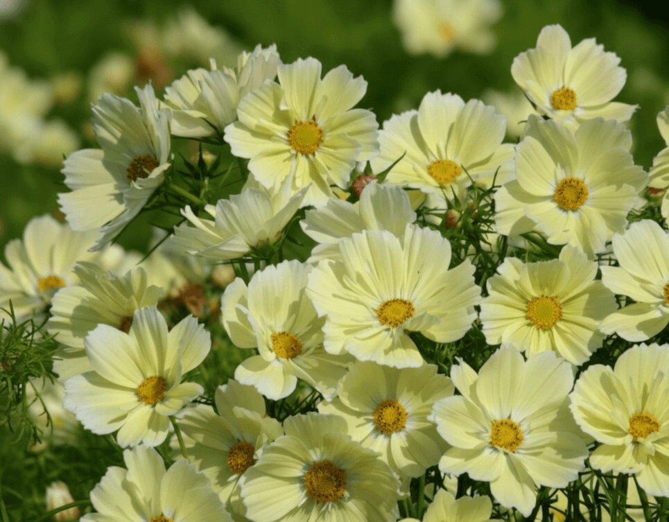 Pale Yellow Cosmos Flower Seeds - Heirloom Non GMO Premium Garden Seeds for Planting, High Germination Outdoor Plants
