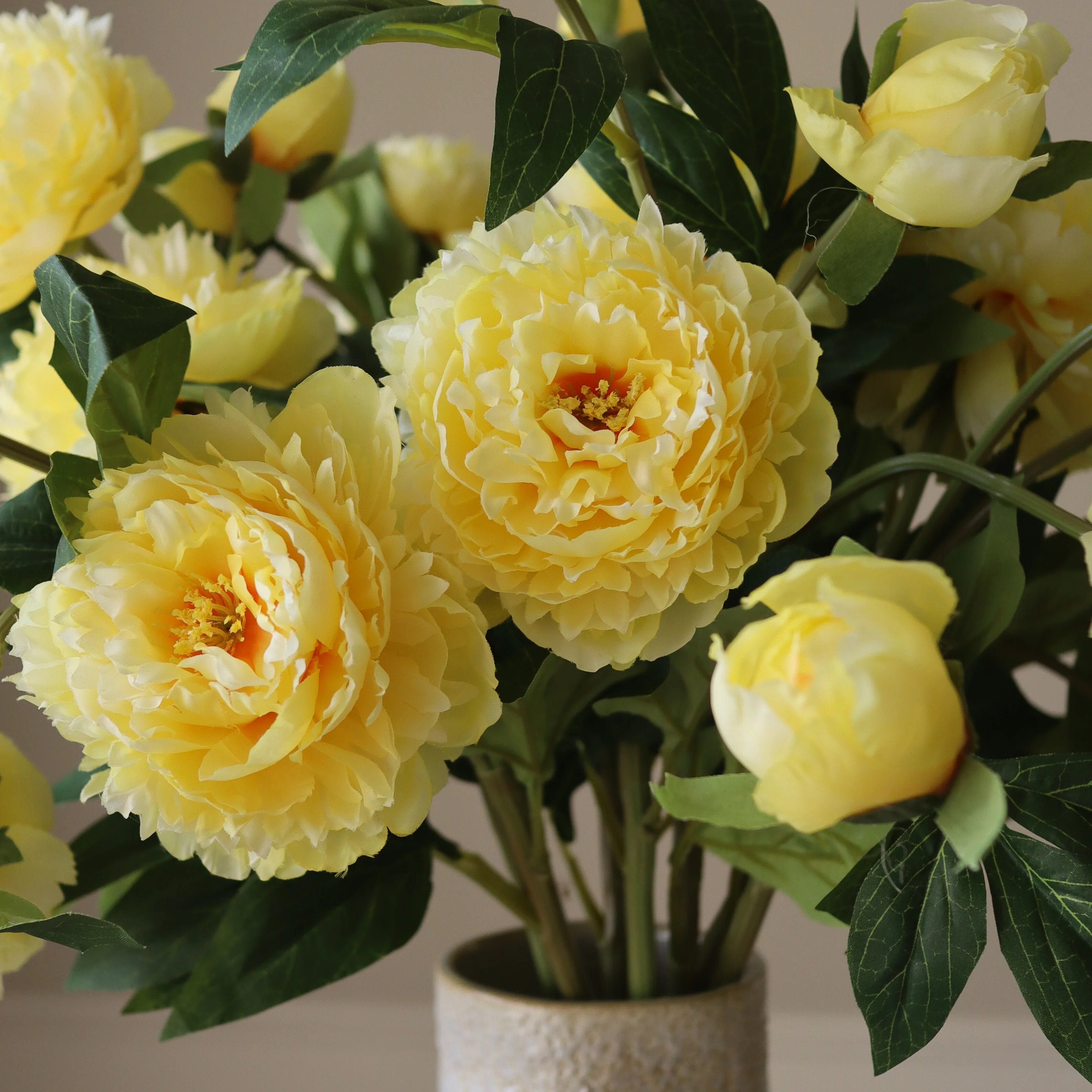 Yellow Peony Flower Seeds