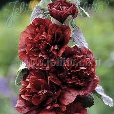 Brown Hollyhock Flower Seeds - Heirloom Non GMO High Germination Organic Garden Seeds for