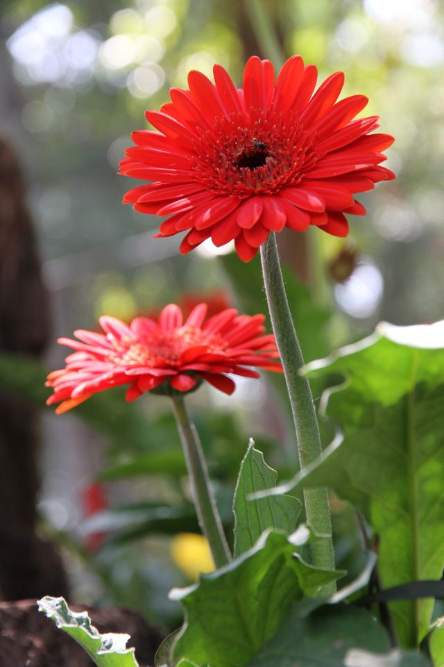 Red Daisy Flower Seeds