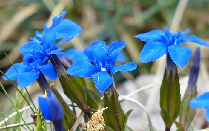 Alpine Flower Seeds