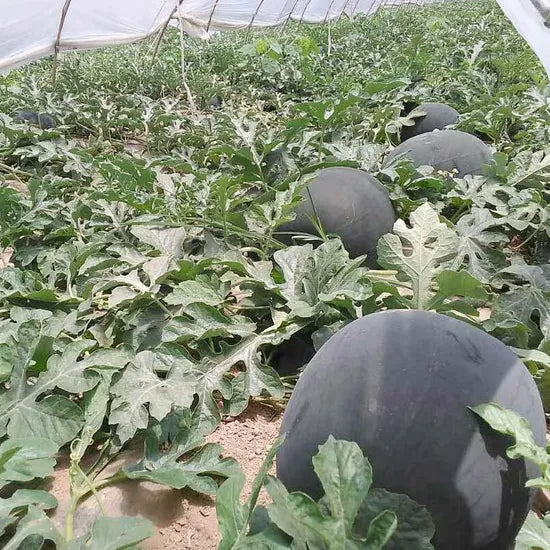 good taste watermelon vigorous growth semillas de sandia sowing high organic Fruit Seeds organic garden seeds