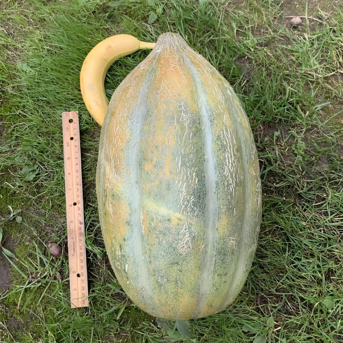 bidwell casaba melon gigantic s super sweet high organic Fruit Seeds organic garden seeds