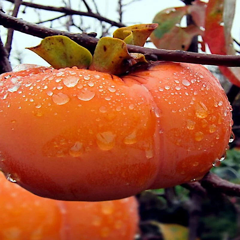 japanese persimmon tree diospyros kaki asia hardy fruit plant high organic Fruit Seeds organic garden seeds