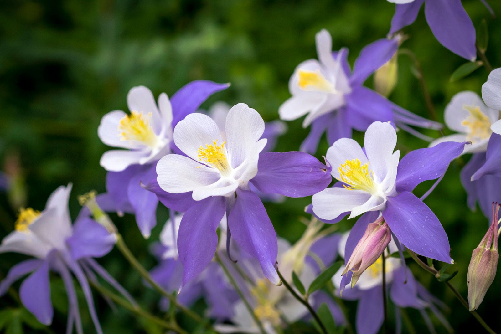 Aquilegia Flower Seeds Perennial - Heirloom Non GMO Premium Garden Seeds for Planting