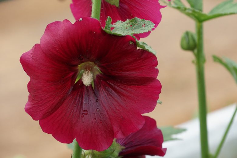 Red Deep Alcea Rosea Flower Seeds