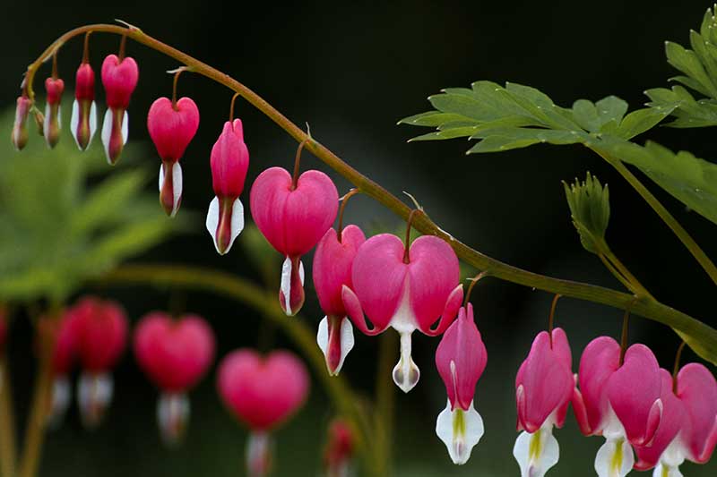 Bleeding-Heart Flower Seeds