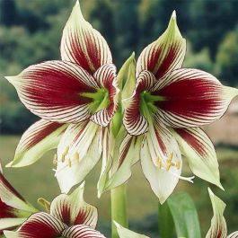 Mixed Aquilegia Flower Seeds - Heirloom Non GMO High Germination Garden Seeds