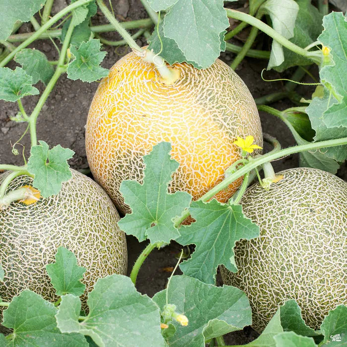 ambrosia hybrid cantaloupe super sweet deep orange aromatic melons high organic Fruit Seeds organic garden seeds