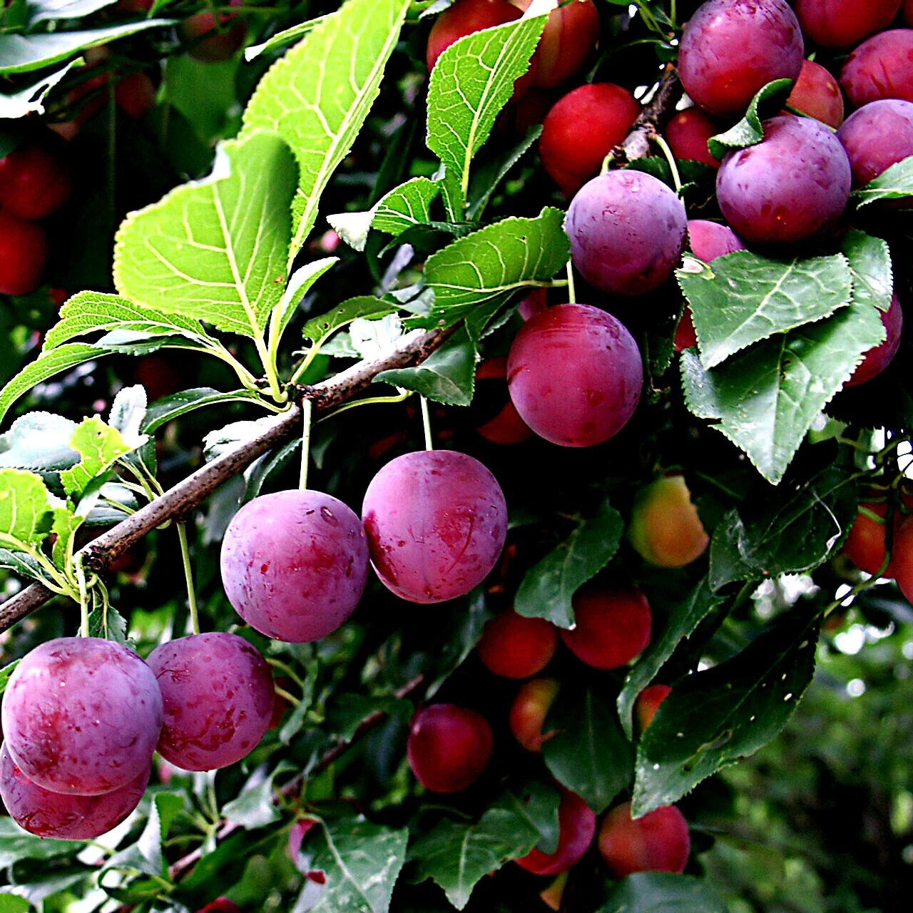 American Plum Tree Prunus Americana