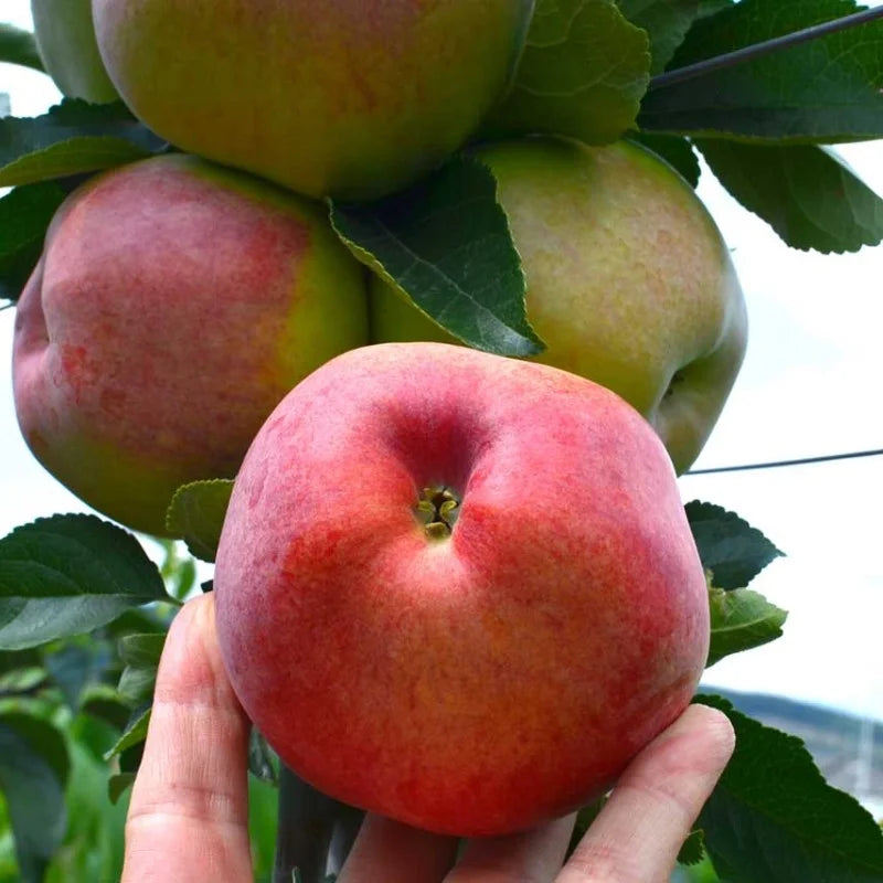 pudding apfel malus domestica fruit in urban