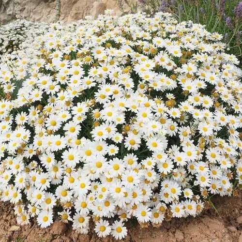 Argyranthemum Flower Seeds