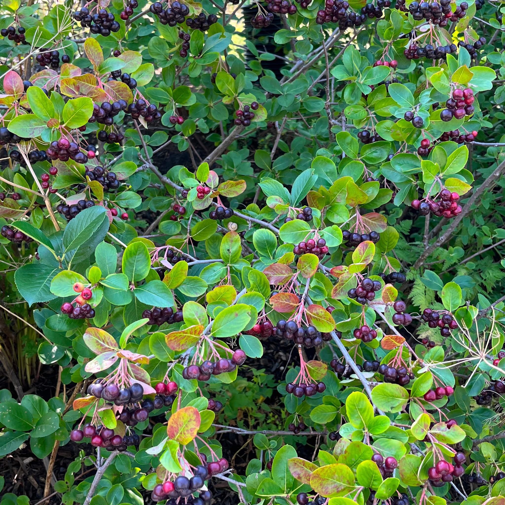 chokeberry plant healthy and nutritious berries Fruit Seeds