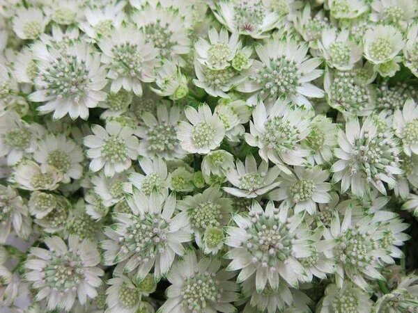 White Astrantia Flower Seeds - Heirloom Non GMO Flower Seeds, High Germination Organic Garden Planting Seeds