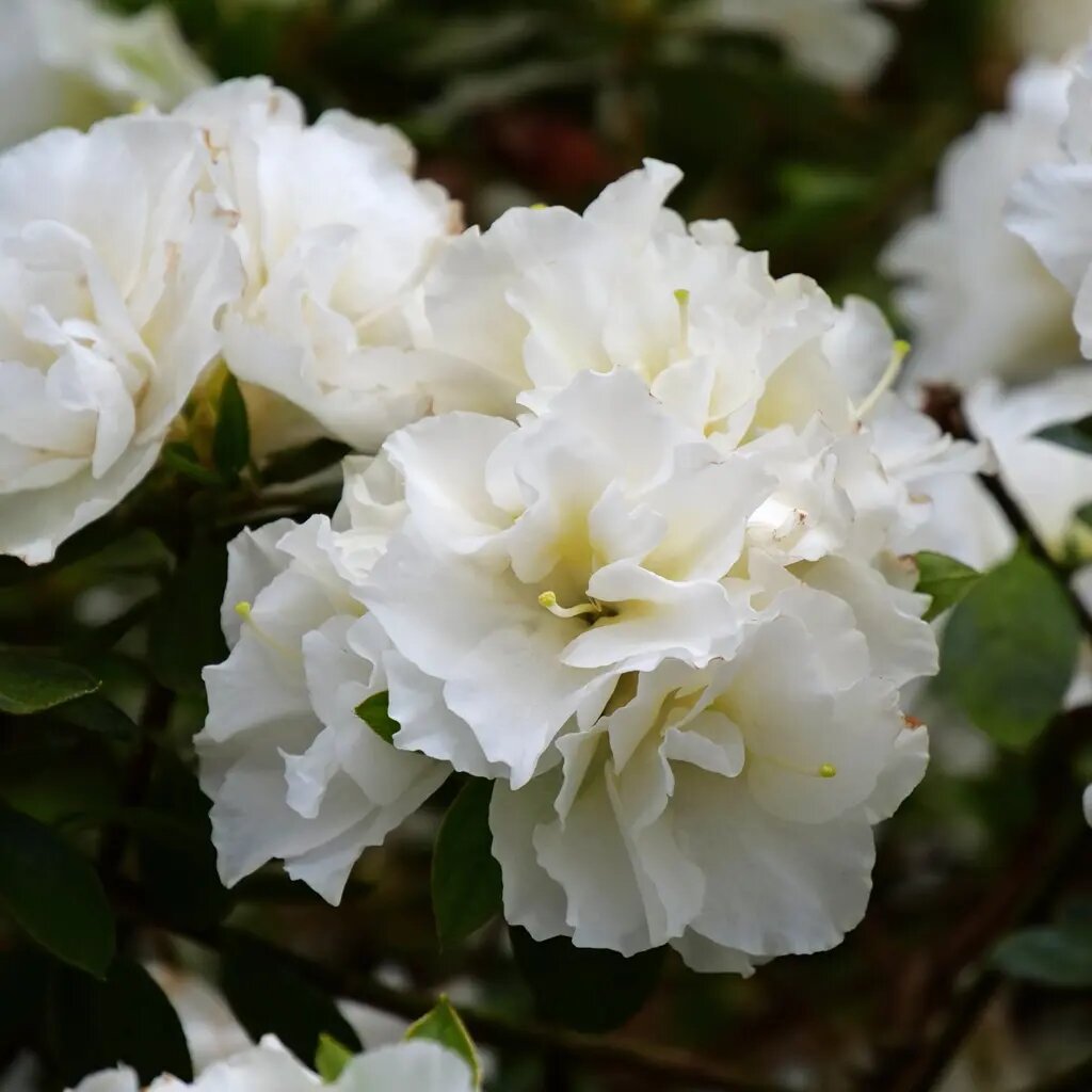 Double Azalea Flower Seeds