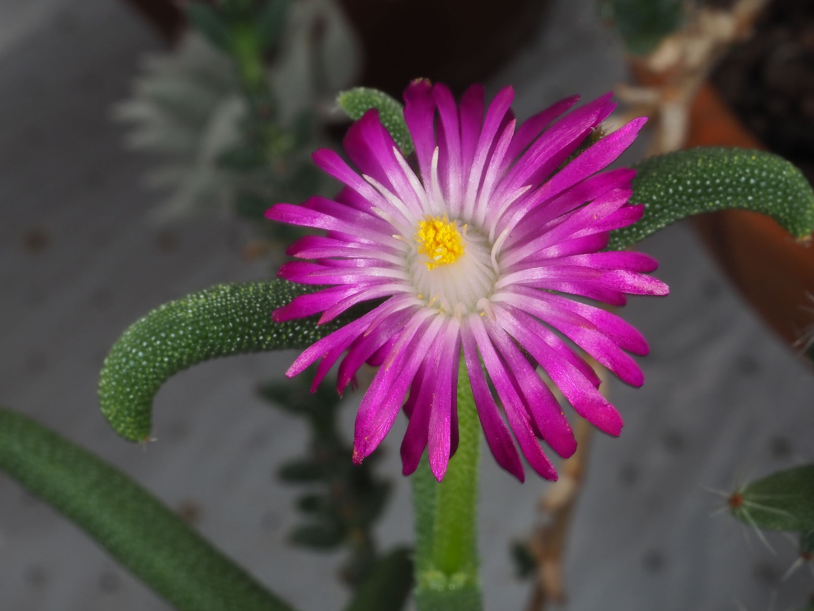Aizoaceae Flower Seeds - Heirloom Non GMO High Germination Garden Planting Seeds