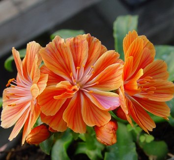 Lewisia Flower Seeds