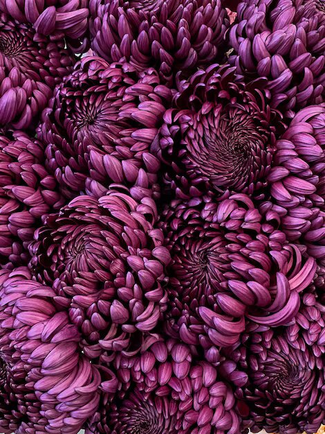Purple Dark Chrysanthemum Flower Seeds