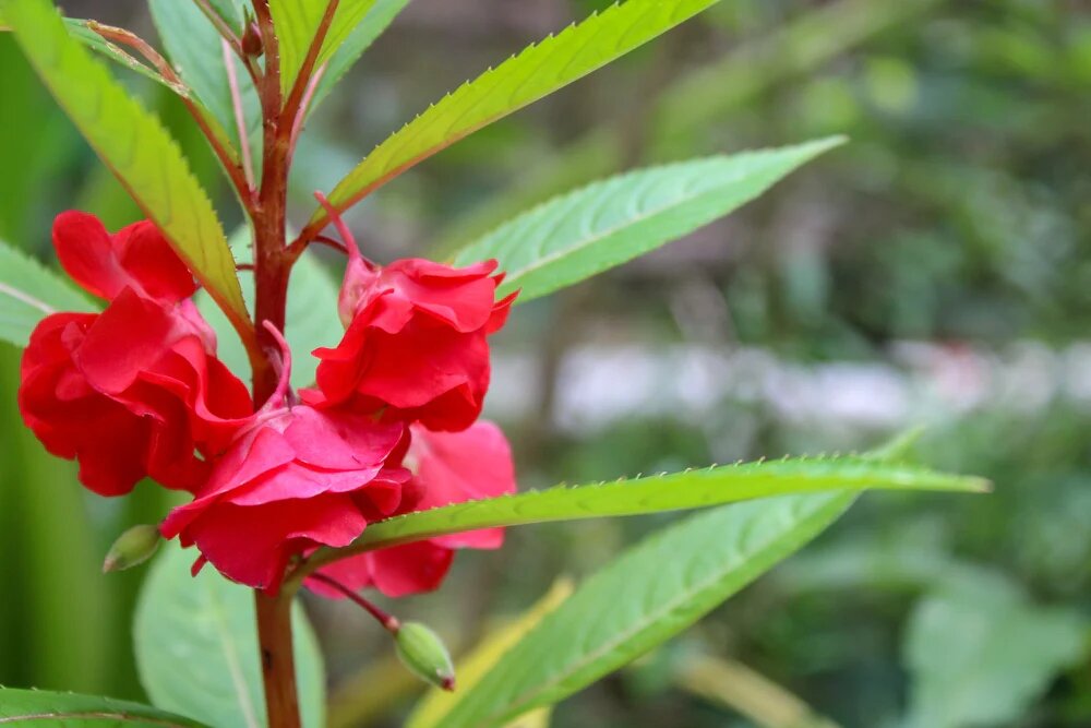 Red Balsam Flower Seeds