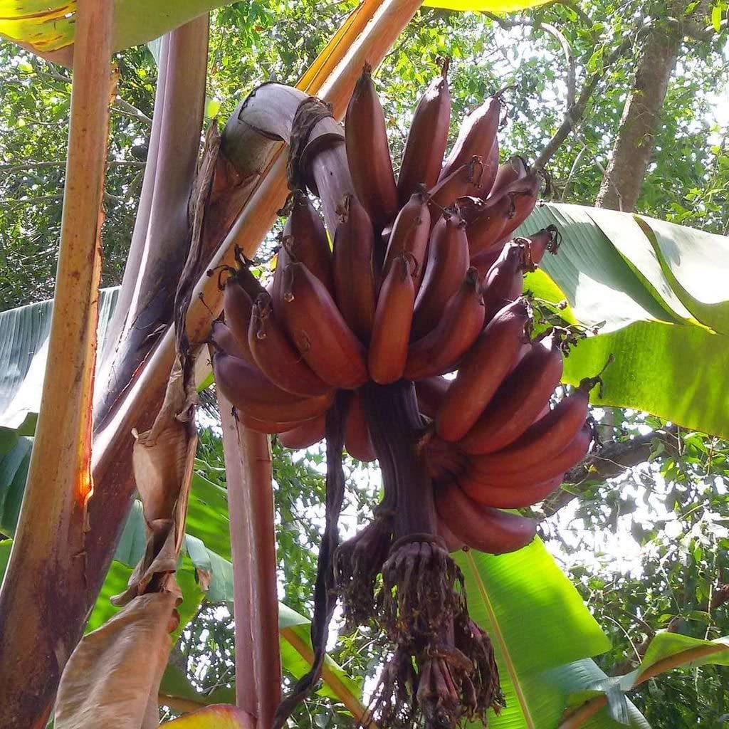 Maroon Banana Exotic Tropical Plant Fruit Seeds