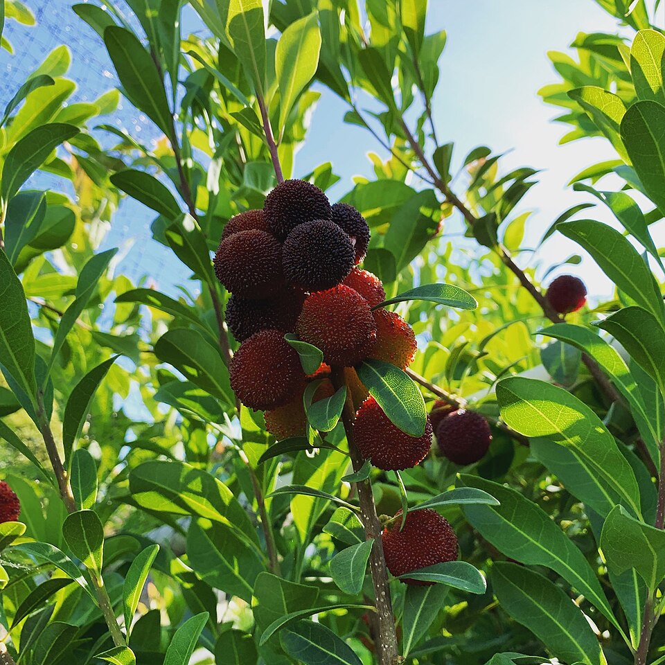 bayberry myrica rubra sweet red fruit seeds