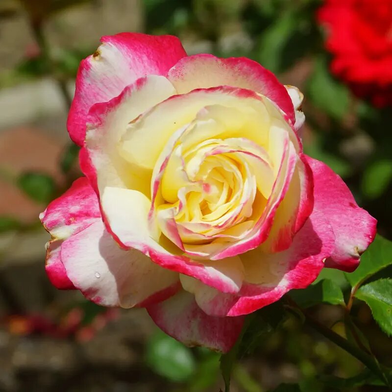 Double Rose Flower Seeds - Heirloom, Non GMO, High Germination, Organic Garden Seeds