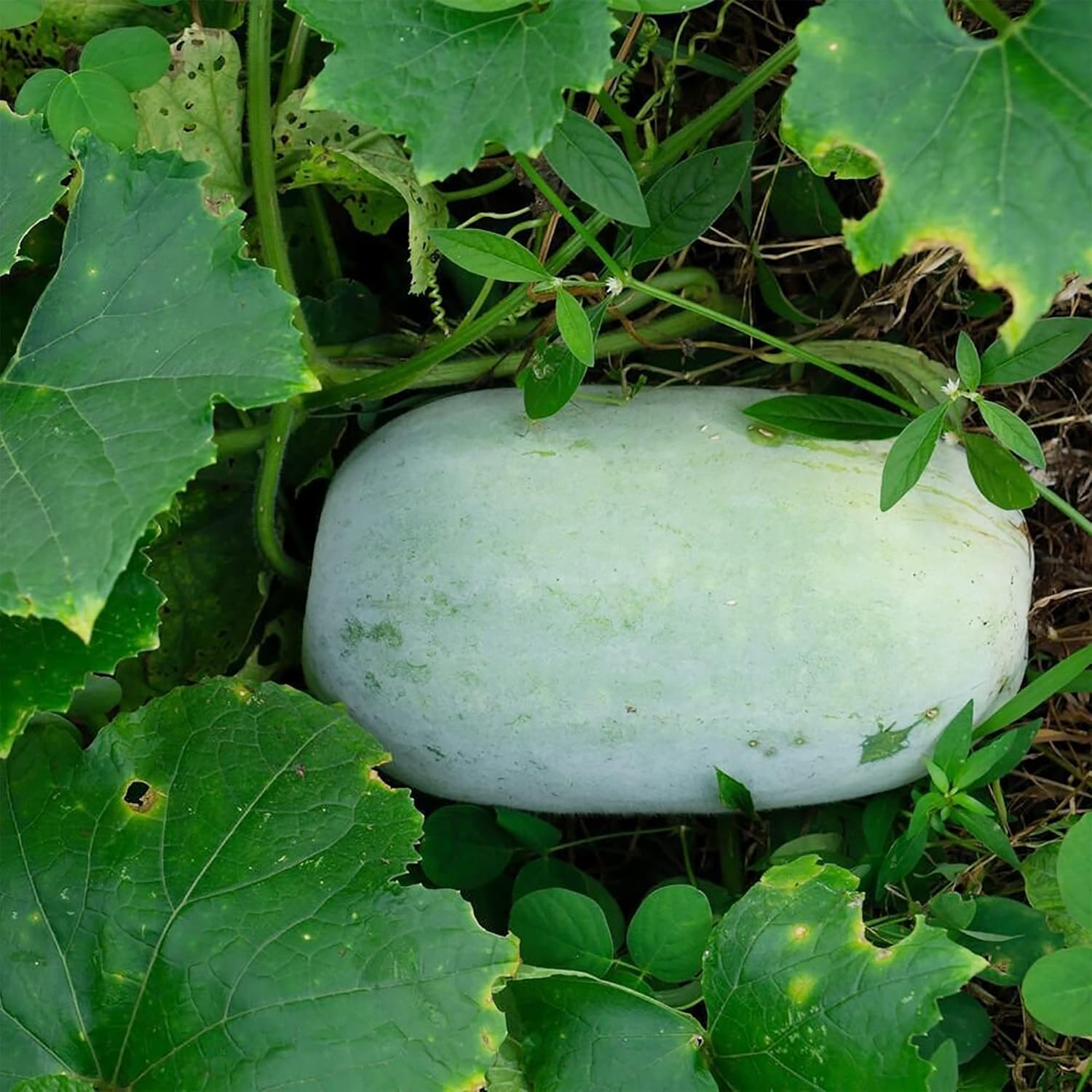 benincasa hispida winter melon vegetable in seeds