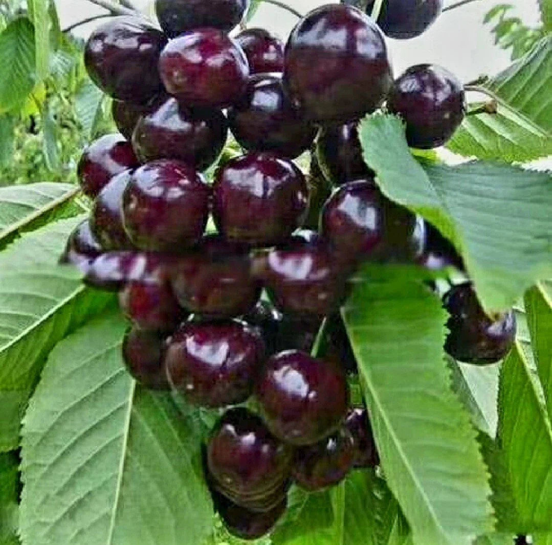 Black Cherry Prunus Serotina Dwarf