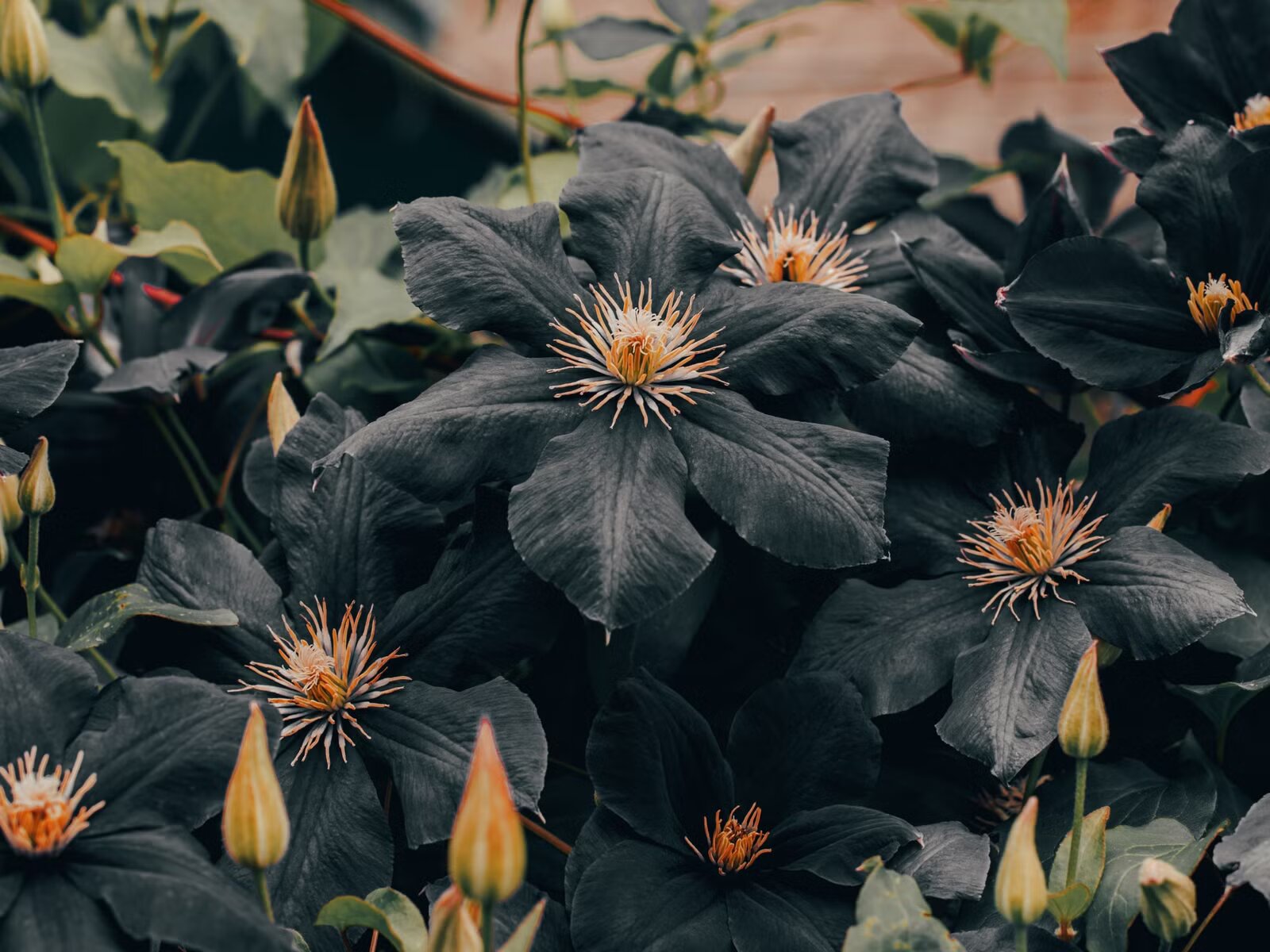 Black Clematis Flower Seeds