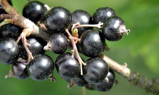 Black Helleborus Flower Seeds - Heirloom Non GMO Premium Garden Seeds for Planting