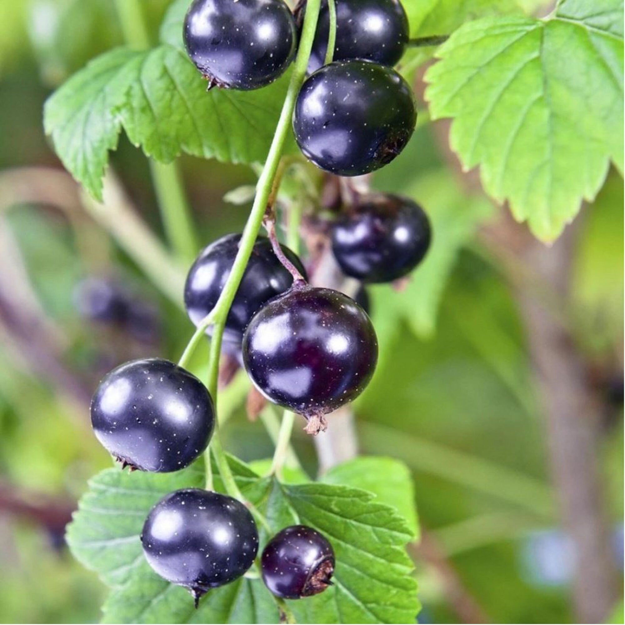 ribes nigrum black current high organic Fruit Seeds organic garden seeds