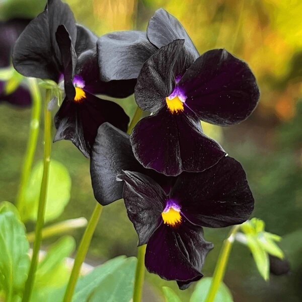 Black Viola Wittrockiana Flower Seeds – Exotic Flowering Plants for Vibrant Garden Beauty