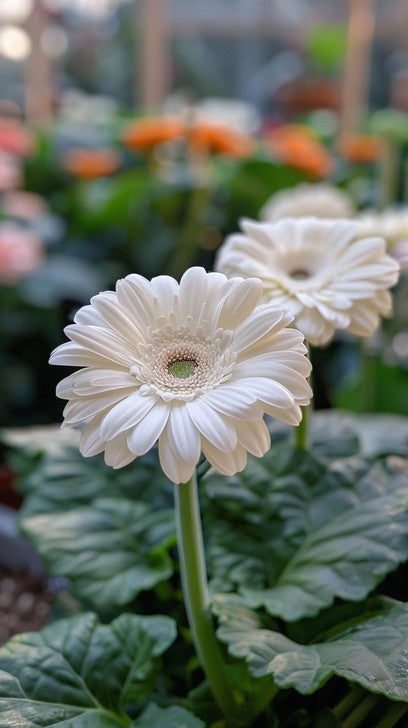 White Gerbera Daisy Flower 