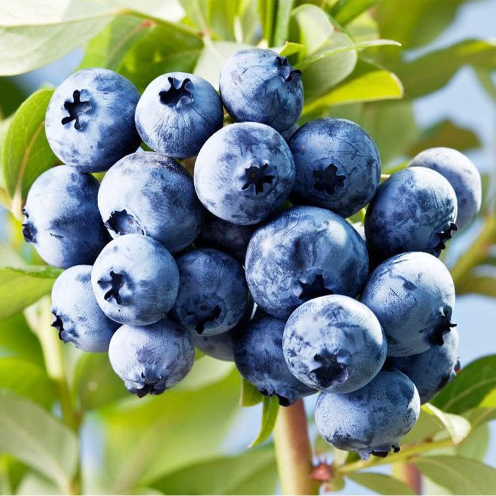 blueberry plant sweet antioxidant rich fruits seeds
